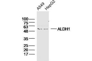 Human A549 and HepG2 cells probed with ALDH1 Polyclonal Antibody, unconjugated  at 1:300 overnight at 4°C followed by a conjugated secondary antibody at 1:20000 for 60 minutes at 37°C. (ALDH1A1 antibody  (AA 201-300))