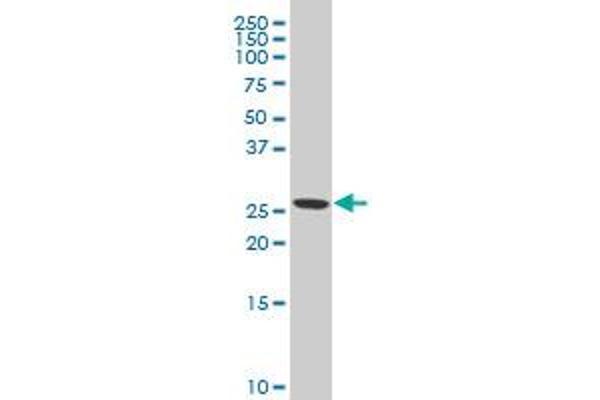 SSX4 antibody  (AA 91-188)