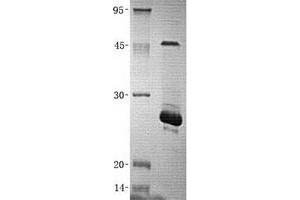 Validation with Western Blot