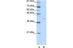 Western Blotting (WB) image for anti-Eukaryotic Translation Initiation Factor 3, Subunit G (EIF3G) antibody (ABIN2462152) (EIF3G antibody)