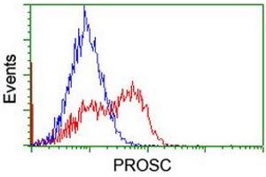Image no. 2 for anti-Proline Synthetase Co-Transcribed (PROSC) antibody (ABIN1500441) (PROSC antibody)