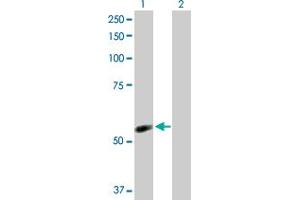 Western Blot analysis of NDOR1 expression in transfected 293T cell line by NDOR1 MaxPab polyclonal antibody. (NDOR1 antibody  (AA 1-597))
