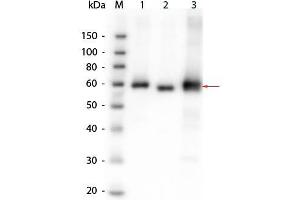 Western Blot of Anti-AKT (RABBIT) Antibody. (AKT1 antibody)