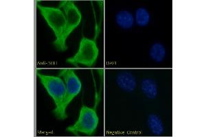 ABIN6391361 Immunofluorescence analysis of paraformaldehyde fixed NIH3T3 cells, permeabilized with 0. (Sonic Hedgehog antibody  (C-Term))