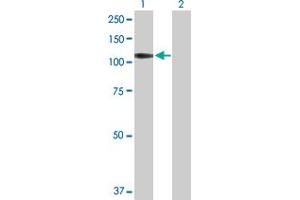 Western Blot analysis of PTPRN expression in transfected 293T cell line by PTPRN MaxPab polyclonal antibody. (PTPRN antibody  (AA 1-950))