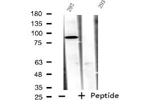 Western blot analysis of extracts from 293 cells, using ADAM32 antibody.