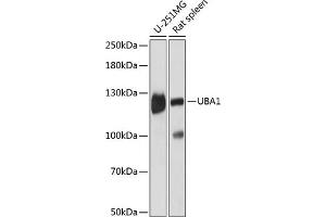 Western blot analysis of extracts of various cell lines, using UB antibody (2359) at 1:3000 dilution. (UBA1 antibody  (AA 300-600))