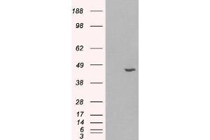 Western Blotting (WB) image for Hydroxy-delta-5-Steroid Dehydrogenase, 3 beta- and Steroid delta-Isomerase 1 (HSD3B1) peptide (ABIN368919) (Hydroxy-delta-5-Steroid Dehydrogenase, 3 beta- and Steroid delta-Isomerase 1 (HSD3B1) Peptide)