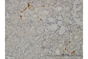 Immunoperoxidase of monoclonal antibody to C3 on formalin-fixed paraffin-embedded human salivary gland. (C3 antibody  (AA 1534-1644))