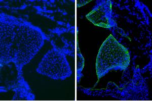 Frozen newborn mouse cartilage section was stained with Mouse IgG1-UNLB isotype control and DAPI.