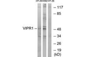 Western blot analysis of extracts from HT-29/K562 cells, using VIPR1 Antibody. (VIPR1 antibody  (AA 332-381))