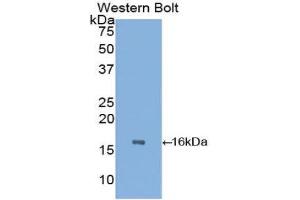 Western Blotting (WB) image for anti-Transthyretin (TTR) (AA 21-150) antibody (ABIN1078612) (TTR antibody  (AA 21-150))
