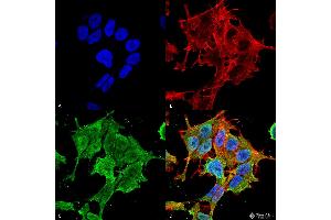Immunocytochemistry/Immunofluorescence analysis using Mouse Anti-ASIC1 Monoclonal Antibody, Clone S271-44 . (ASIC1 antibody  (AA 460-526) (APC))