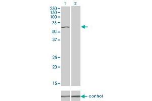 Western blot analysis of TNIK over-expressed 293 cell line, cotransfected with TNIK Validated Chimera RNAi (Lane 2) or non-transfected control (Lane 1). (TNIK antibody  (AA 1-110))