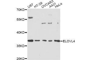 Western blot analysis of extracts of various cell lines, using ELOVL4 antibody (ABIN1872523) at 1:3000 dilution.