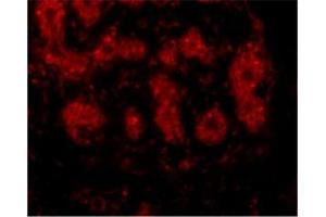 Immunofluorescence of TRIM5 alpha in human breast tissue with this product at 10 μg/ml.