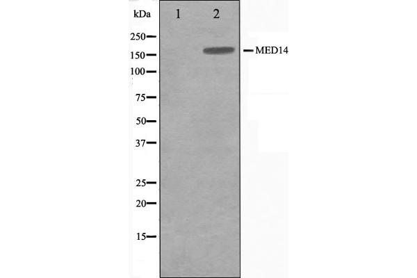 MED14 anticorps  (Internal Region)