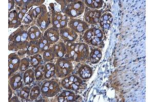 IHC-P Image MGAT3 antibody [N3C3] detects MGAT3 protein at cytoplasm in mouse intestine by immunohistochemical analysis. (MGAT3 antibody)