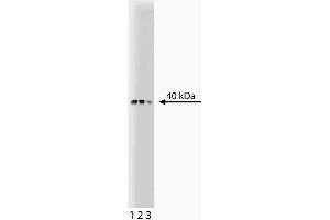 Western blot analysis of Bub3 on a SW13 lysate. (BUB3 antibody  (AA 4-16))