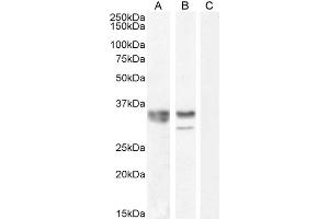 ABIN1781995 (0. (HNRNPA2B1 antibody  (Internal Region))