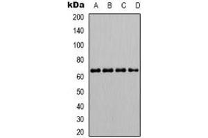 Western blot analysis of SHPTP1 (pY536) expression in K562 (A), Jurkat (B), NIH3T3 (C), Raw264. (SHPTP1 (C-Term), (pTyr536) antibody)