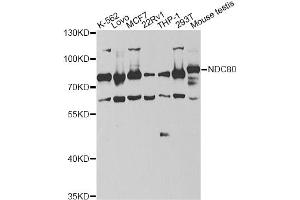 Western blot analysis of extracts of various cell lines, using NDC80 antibody (ABIN6292982) at 1:1000 dilution. (NDC80 antibody)