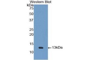 Western Blotting (WB) image for anti-Urotensin 2 (UTS2) (AA 20-120) antibody (ABIN1172776) (Urotensin 2 antibody  (AA 20-120))