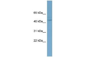 WB Suggested Anti-EED Antibody Titration:  0. (EED antibody  (N-Term))