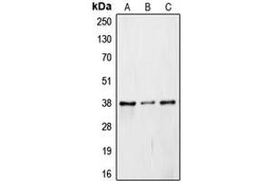 Western blot analysis of JAB1 expression in Caki1 (A), mouse embryo (B), rat liver (C) whole cell lysates. (COPS5 antibody  (Center))
