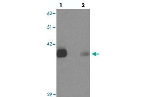 Western blot analysis of KCNK12 in rat brain tissue with KCNK12 polyclonal antibody  at 0.