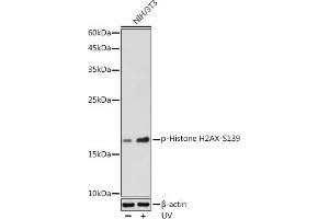 Western blot analysis of extracts of NIH/3T3 cells, using Phospho-Histone H2AX-S139 antibody (ABIN3023621, ABIN3023622, ABIN3023623, ABIN1513352 and ABIN6225475) at 1:500 dilution. (Histone H2A antibody  (pSer139))