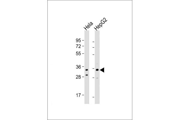 IMP4 anticorps  (C-Term)
