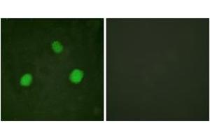 Immunofluorescence analysis of HeLa cells, using Histone H3. (Histone H3.3 antibody  (pSer31))