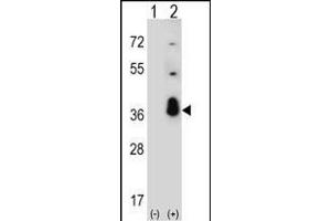 Western blot analysis of SFRS1 (arrow) using rabbit polyclonal SFRS1 Antibody (C-term) (ABIN390841 and ABIN2841068). (SRSF1 antibody  (C-Term))