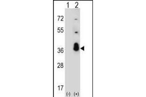 Western blot analysis of SFRS1 (arrow) using rabbit polyclonal SFRS1 Antibody (C-term) (ABIN390841 and ABIN2841068).