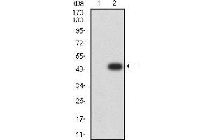 Western blot analysis using SMARCA1 mAb against HEK293 (1) and SMARCA1 (AA: 933-1070)-hIgGFc transfected HEK293 (2) cell lysate.