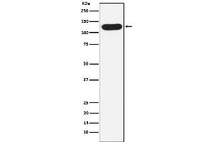 Western blot analysis of Nicastrin expression in A431 cell lysate.
