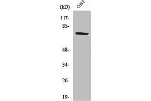 Western Blot analysis of COS7 cells using HSP A9 Polyclonal Antibody (HSPA9 antibody  (C-Term))
