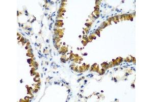 Immunohistochemistry of paraffin-embedded Mouse lung using TAZ Polyclonal Antibody at dilution of 1:200 (40x lens). (TAZ antibody)