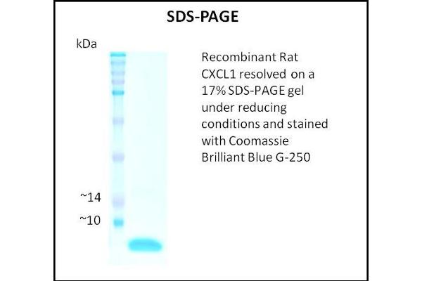 CXCL1 Protein