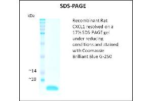 SDS-PAGE (SDS) image for Chemokine (C-X-C Motif) Ligand 1 (Melanoma Growth Stimulating Activity, Alpha) (CXCL1) (Active) protein (ABIN5509436) (CXCL1 Protein)
