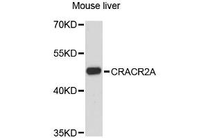 Western blot analysis of extracts of mouse liver, using CRACR2A antibody. (EFCAB4B antibody)