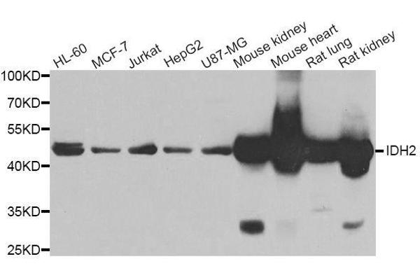 IDH2 antibody  (AA 193-452)