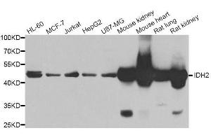 Western blot analysis of extracts of various cell lines, using IDH2 antibody. (IDH2 antibody  (AA 193-452))