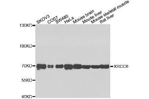 Western blot analysis of extracts of various cell lines, using XRCC6 antibody. (XRCC6 antibody  (AA 500-600))