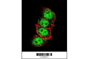 Confocal immunofluorescent analysis of Cyclin D1 Antibody (S90) (ABIN389146 and ABIN2850438) with Hela cell followed by Alexa Fluor 488-conjugated goat anti-rabbit lgG (green). (Cyclin D1 antibody  (AA 68-97))
