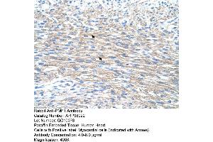 Human Heart (PMF1 antibody  (N-Term))