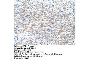 Human Heart (PMF1 antibody  (N-Term))