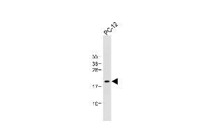 Anti-ID1 Antibody (Center) at 1:1000 dilution + PC-12 whole cell lysate Lysates/proteins at 20 μg per lane.
