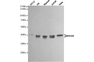 Western blot analysis of extracts from PC12,C6,Ramos,Jurkat and Hela cell lysates using MKK3/6 mouse mAb (1:1000 diluted). (MKK3/6 antibody)